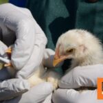 «Ανησυχητική η κατάσταση» με τη γρίπη των πτηνών στην Καμπότζη, σύμφωνα με τον ΠΟΥ