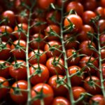 Βρετανία: Σοβαρές ελλείψεις στις ντομάτες – Πλήγμα στις εισαγωγές, άδεια τα ράφια