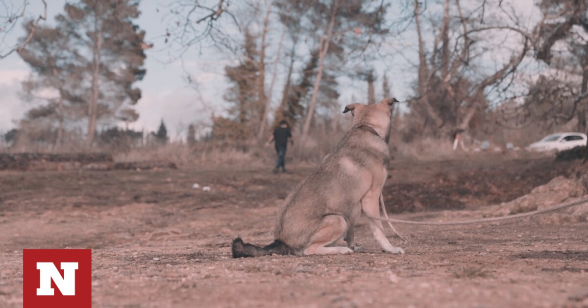 Συγκινεί το τραγούδι-μίνι ταινία του Σπύρου Μακρή για το θέμα της εγκατάλειψης ζώων