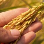 Συμβολαιακή γεωργία: Παράταση προθεσμίας υποβολής στοιχείων συμβάσεων για τους αγρότες
