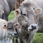 «Τρελές Αγελάδες»: Ύποπτο κρούσμα σπογγώδους εγκεφαλοπάθειας των βοοειδών στη Βραζιλία