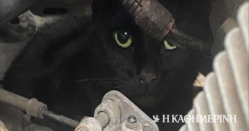 Βρετανία: Γάτα βρέθηκε σώα, αλλά τρομοκρατημένη κάτω από καπό αυτοκινήτου έπειτα από 8 χλμ.