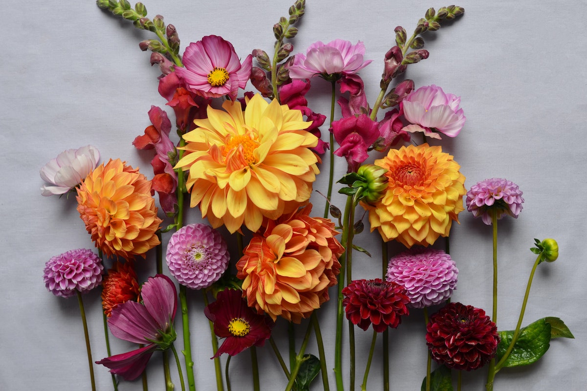 Hello March: 10 ανοιξιάτικα λουλούδια για να βάλεις χρώμα σε μπαλκόνι και κήπο