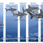 Megalodon sharks ruled the oceans millions of years ago: Why did they go extinct?