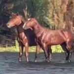 Viral: To βίντεο - οφθαλμαπάτη με τα άλογα που «τρελαίνει» τους θεατές