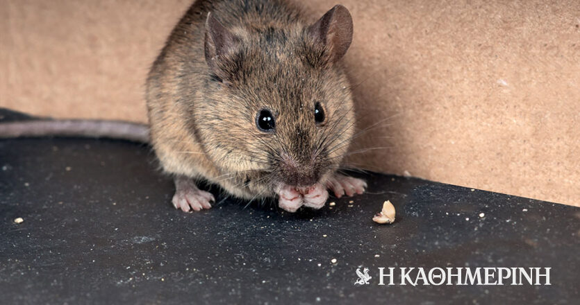 Έρευνα: Επιστήμονες δημιούργησαν ποντίκια με δύο βιολογικούς μπαμπάδες