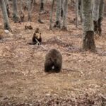 ΑΡΚΤΟΥΡΟΣ: Ξύπνησαν οι αρκούδες στο Κέντρο Προστασίας στο Νυμφαίο