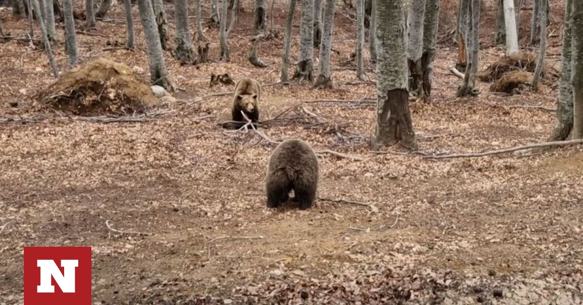 ΑΡΚΤΟΥΡΟΣ: Ξύπνησαν οι αρκούδες στο Κέντρο Προστασίας στο Νυμφαίο