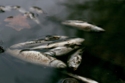 Αυστραλία: Εκατομμύρια νεκρά ψάρια σε ποταμό από έλλειψη οξυγόνου και τοξικά φύκια