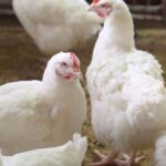 Γρίπη των πτηνών: Γιατί ανησυχεί τους ειδικούς και πόσο πιθανό είναι να εμβολιαστούμε