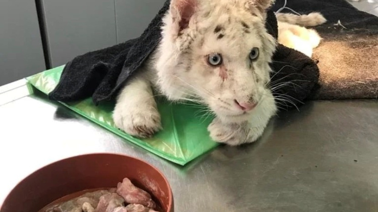 Εγκατέλειψαν λευκό τιγράκι σε κάδο έξω από το Αττικό Ζωολογικό Πάρκο - Φωτό - Βίντεο