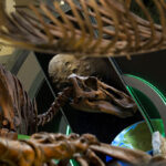 Ελβετία: Σε δημοπρασία ο Τυραννόσαυρος Ρεξ «Trinity»
