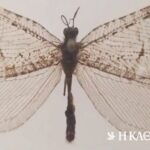 «Εξαφανισμένο» γιγάντιο έντομο της ιουρασικής περιόδου εντοπίστηκε ξανά στο Αρκάνσας