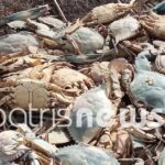 Ηλεία: Μυστήριο με χιλιάδες νεκρά καβούρια στον υδροβιότοπο Κοτυχίου