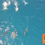 Κολυμβητές «παρενοχλούσαν δελφίνια» στη Χαβάη