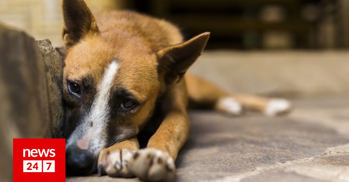Κτηνωδία στις Σέρρες: Πυροβόλησε σκύλο και τον πέταξε στα σκουπίδια