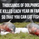 Ξεβράζονται νεκρά δελφίνια σε ακτές της Γαλλίας- Τουλάχιστον 910 από τα μέσα Δεκέμβρη
