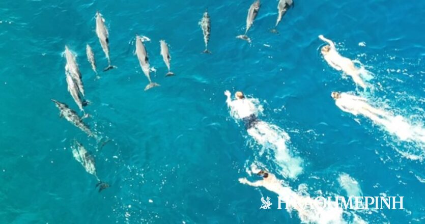 Οι αρχές της Χαβάης καταγγέλλουν δεκάδες κολυμβητές για παρενόχληση δελφινιών