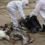Πρώτο κρούσμα της γρίπης των πτηνών σε άνθρωπο στη Χιλή