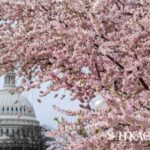 Πώς οι κερασιές της Ουάσιγκτον αψηφούν τον χρόνο
