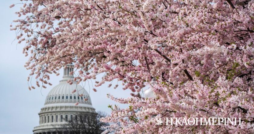 Πώς οι κερασιές της Ουάσιγκτον αψηφούν τον χρόνο