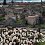 Πώς τα πρόβατα βοηθούν τους αρχαιολόγους στη συντήρηση της αρχαίας Πομπηίας