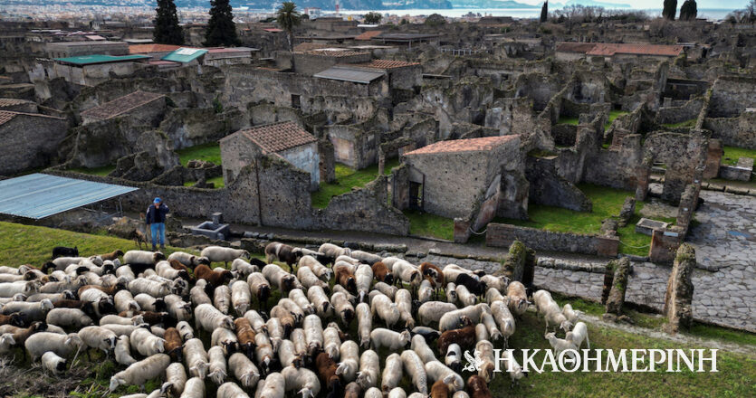 Πώς τα πρόβατα βοηθούν τους αρχαιολόγους στη συντήρηση της αρχαίας Πομπηίας