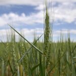 Ρωσία: Aνανέωση της συμφωνίας για τα σιτηρά υπό όρους