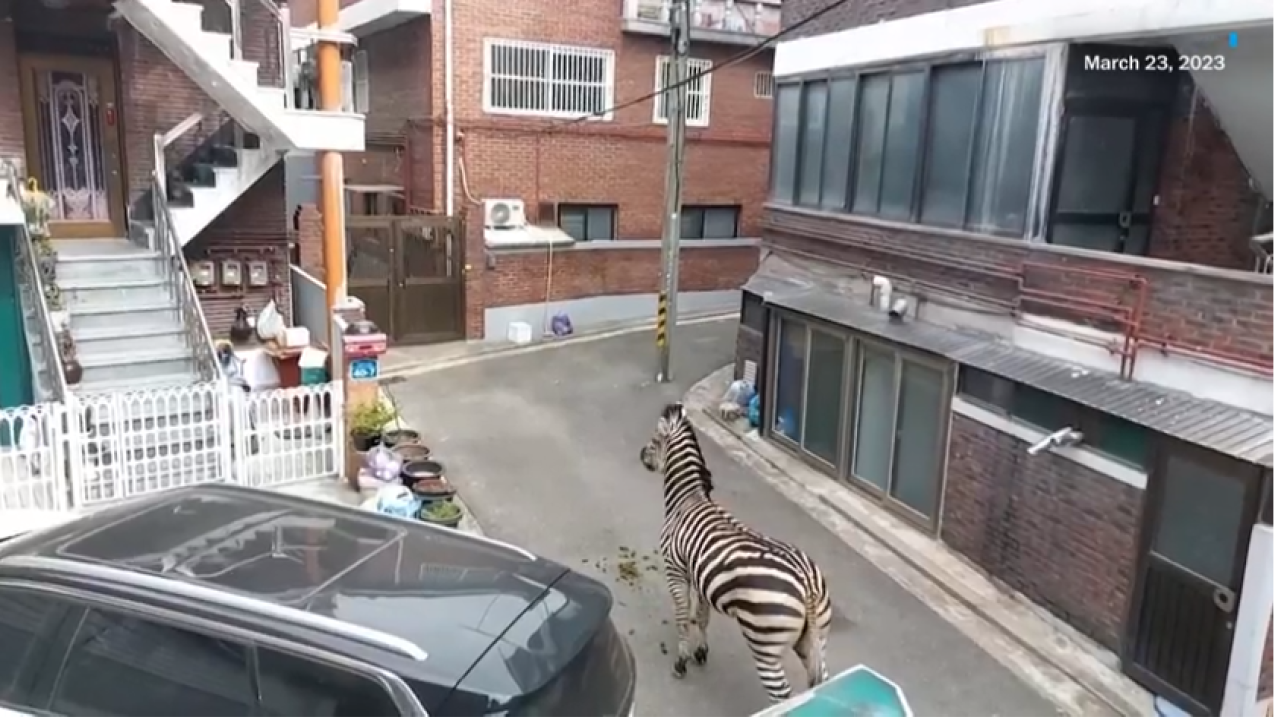 Σεούλ: Ζέβρα το έσκασε από ζωολογικό κήπο και για τρεις ώρες περιφερόταν στους δρόμους - Δείτε βίντεο