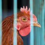 Στην Εσθονία καταγράφηκε κρούσμα γρίπης των πτηνών σε φάρμα στα βόρεια της χώρας