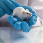 Το πρώτο ποντίκι από δύο «αρσενικά» κύτταρα στον κόσμο 
