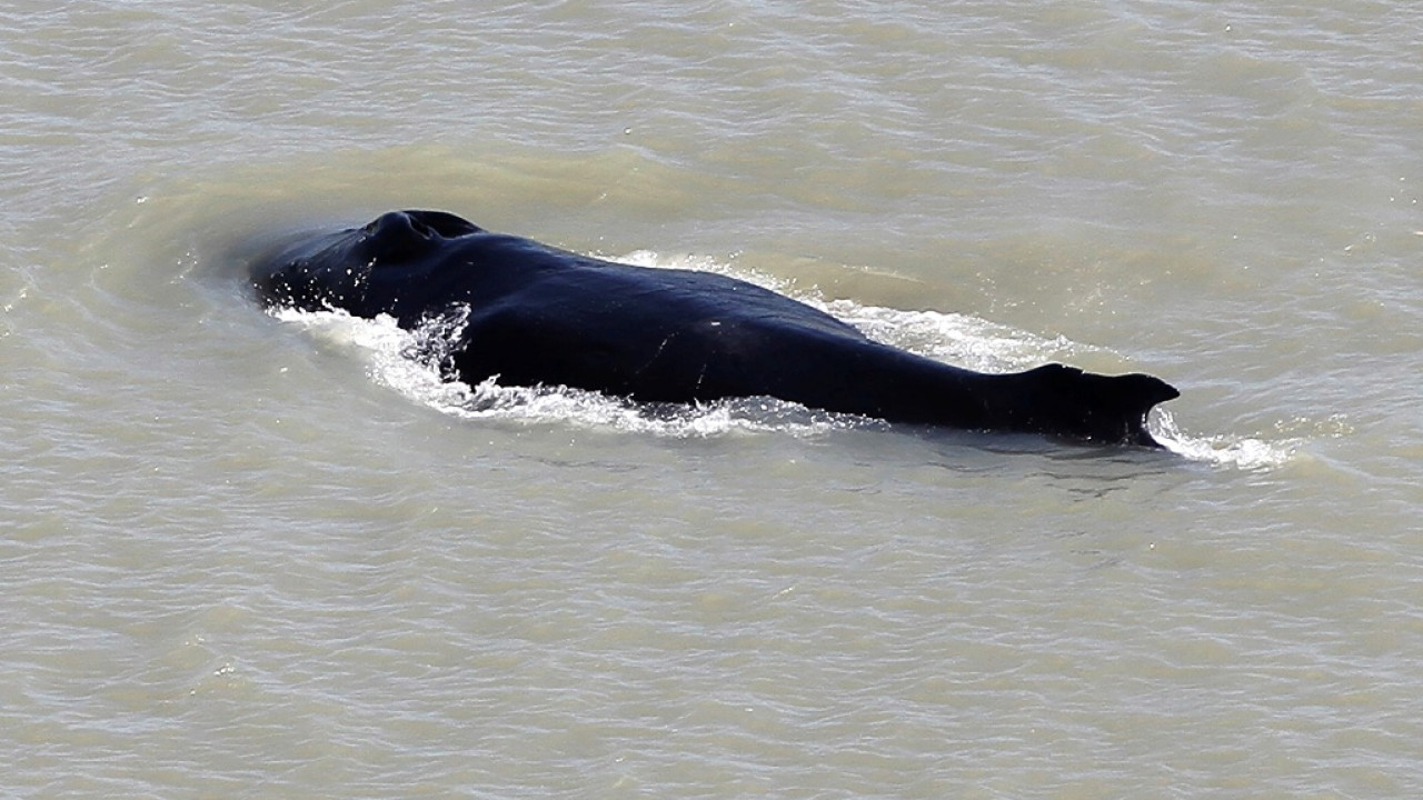 Τουλάχιστον 910 δελφίνια ξεβράστηκαν νεκρά φέτος σε γαλλικές ακτές - Τι συμβαίνει