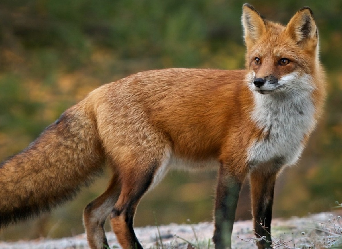 Τρεις αλεπούδες πέθαναν από τη γρίπη των πτηνών κοντά στο Παρίσι – Ανησυχία εκφράζει ο ΠΟΥ