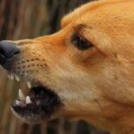 Τρόμος για ηλικιωμένο στην Αμαλιάδα: Του επιτέθηκαν σκυλιά