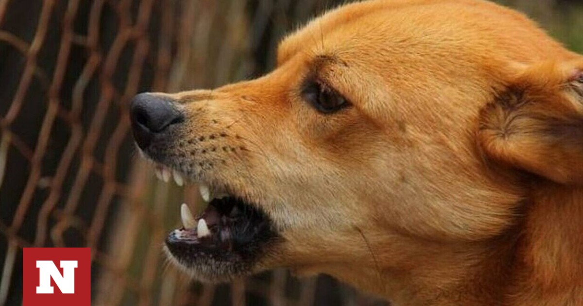 Τρόμος για ηλικιωμένο στην Αμαλιάδα: Του επιτέθηκαν σκυλιά
