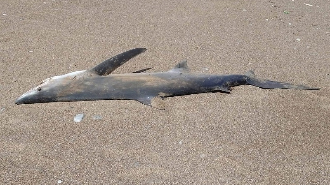 Χανιά: Ξεβράστηκε νεκρό καρχαριοειδές σε ακτή της Κισάμου - Δείτε φωτογραφίες