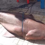 Kαρχαρίας 300 κιλών πιάστηκε στα δίχτυα ψαράδων στην Ιεράπετρα - Δείτε βίντεο