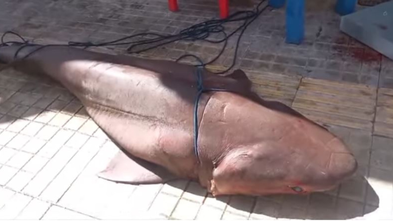 Kαρχαρίας 300 κιλών πιάστηκε στα δίχτυα ψαράδων στην Ιεράπετρα - Δείτε βίντεο