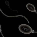 Simple 3D-printed sperm-sorting device could help couples conceive