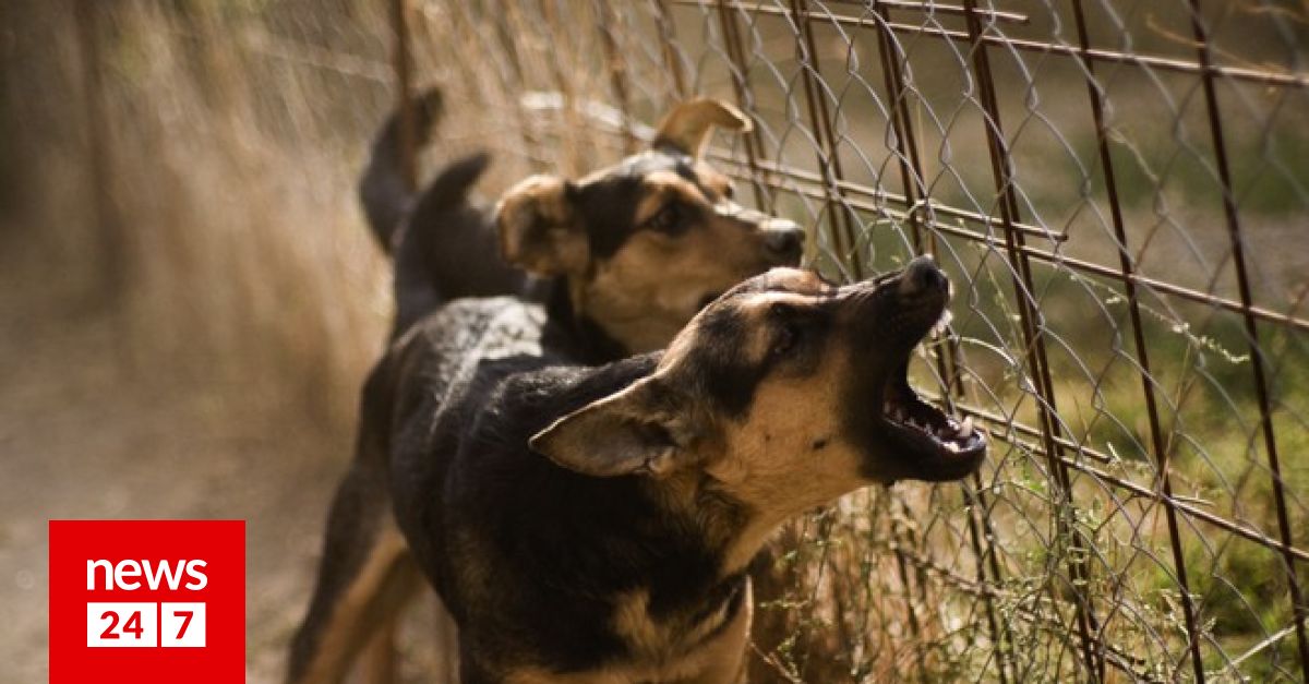 Άνω Λιόσια - Θάνατος 68χρονης από σκυλιά: Κατηγορία για ανθρωποκτονία από αμέλεια στον ιδιοκτήτη της μάντρας