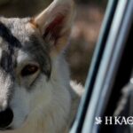 Άνω Λιόσια: Νεκρή 68χρονη από επίθεση αγέλης σκύλων