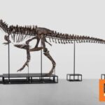 Ένας ολοκληρωμένος σκελετός Τυραννόσαυρου Ρεξ πουλήθηκε €5,6 εκατ. σε δημοπρασία στην Ελβετία