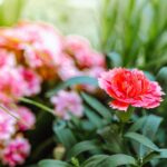 Ανθεκτικά φυτά για το μπαλκόνι σας - Ποια να προτιμήσετε