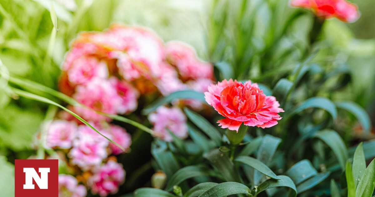Ανθεκτικά φυτά για το μπαλκόνι σας - Ποια να προτιμήσετε