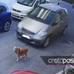 Ελεύθερη η 63χρονη που χτύπησε σκύλο με το αυτοκίνητό της στην Κρήτη