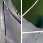 Εντοπίστηκε λαβωμένη φώκια στο λιμανάκι της Νέας Αγχιάλου