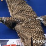 Επιστήμονες δίνουν δεύτερη «ζωή» σε πτηνά μετατρέποντάς τα σε… drone