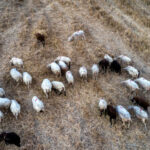Ηρακλειώτης έπιασε επ’αυτοφόρω το γείτονά του να του κλέβει τα πρόβατα