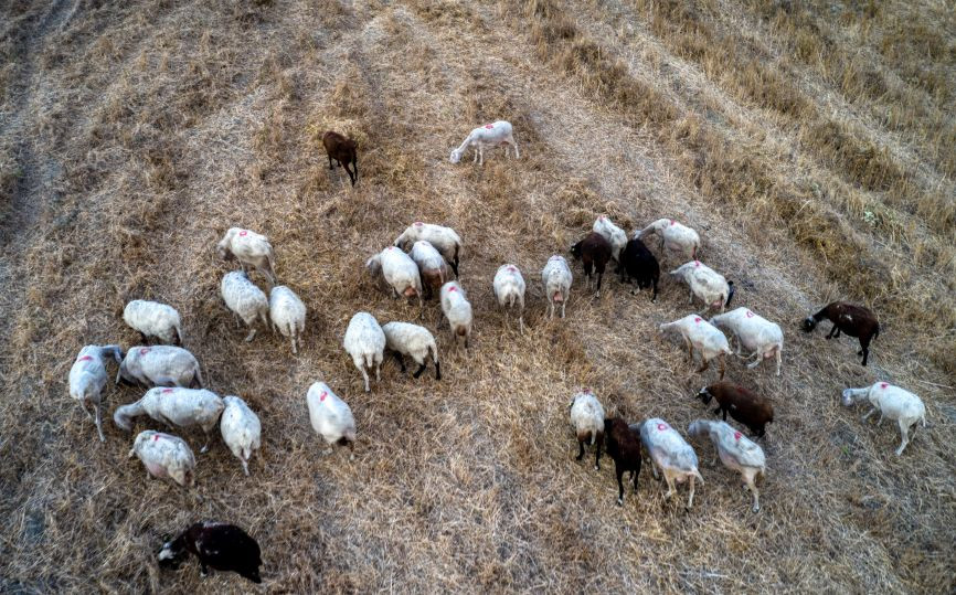Ηρακλειώτης έπιασε επ’αυτοφόρω το γείτονά του να του κλέβει τα πρόβατα