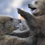 Ιαπωνία: Ξεπουλάει το... κρέας αρκούδας από αυτόματους πωλητές